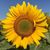 Susan Crawley Hickman's profile image