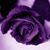 Mechele Miranda's profile image