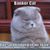 Robert Kubin's profile image