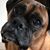 Heather Lambousy Brothers's profile image