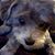 Lisa Iacona Hug's profile image