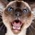 Susan Decker's profile image