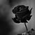 Argelia Juarez's profile image