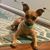 Judy DellaFemina's profile image