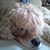 Amber Duffney's profile image