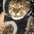 Jessica Lauer's profile image