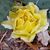 Carol Jean Fellenz's profile image
