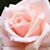 Sharon Raucci's profile image
