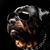 Raymie Hiester's profile image