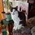Nancy Vaicekauskas's profile image