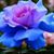 Elizabeth Anne Hubert's profile image