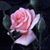 Heather Ray's profile image