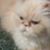 Carol Fisher's profile image
