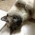 Kricket Hinders's profile image
