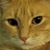 Teresa Shehan's profile image