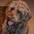 Randy DeRoin's profile image