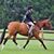 Sue Dyson Shotwell's profile image