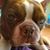 Butchie Von Terrier's profile image