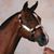 Mel Conness's profile image