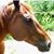 Elyse Browning Grainger's profile image