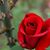 Lauraine C. Danforth's profile image