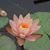 Nicol Levin Davoli's profile image