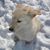 Constance Schafer Winegardner's profile image