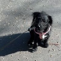Carole Shannon's profile image