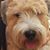 Peter Wolly's profile image
