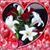 Anastasia Love's profile image