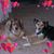 Joan Perrick Bothell's profile image
