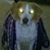 Lenny Perez's profile image