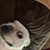 Victoria Pitzel-Kropp's profile image