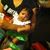 Pamela Thomas Wilson's profile image