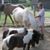 Deborah Reeves's profile image