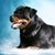 Tammy Regnold's profile image