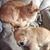 Corinne Riegler's profile image