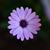 Max Sievers's profile image