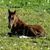 Pam Lackey Brambley's profile image
