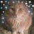 Judy Schzure's profile image