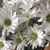 Amany Al's profile image