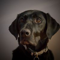Cheryl Lablover's profile image