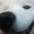 Pamela Clifton's profile image