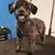 Sue Dvorak's profile image