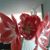 Marieanne Celtic's profile image