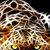 Hossein Aboutaleb's profile image