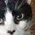 Diane Spencer's profile image