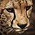 Felix Cedano Romero's profile image