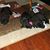 Barbara Ann Murphy's profile image