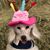 Donna Francis's profile image